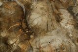 Polished Petrified Wood (Araucaria) Round - Madagascar #376821-1